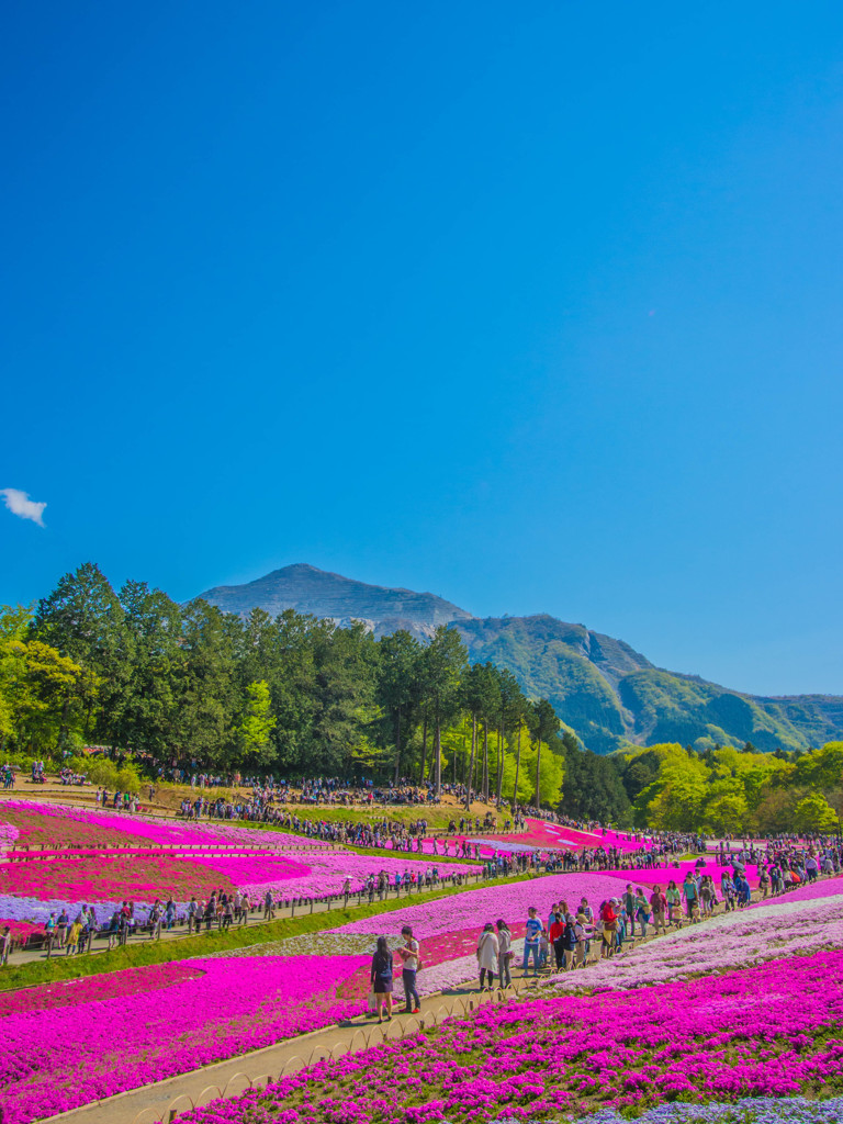 芝桜の丘－１