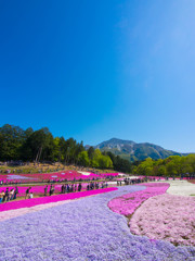 芝桜の丘－２