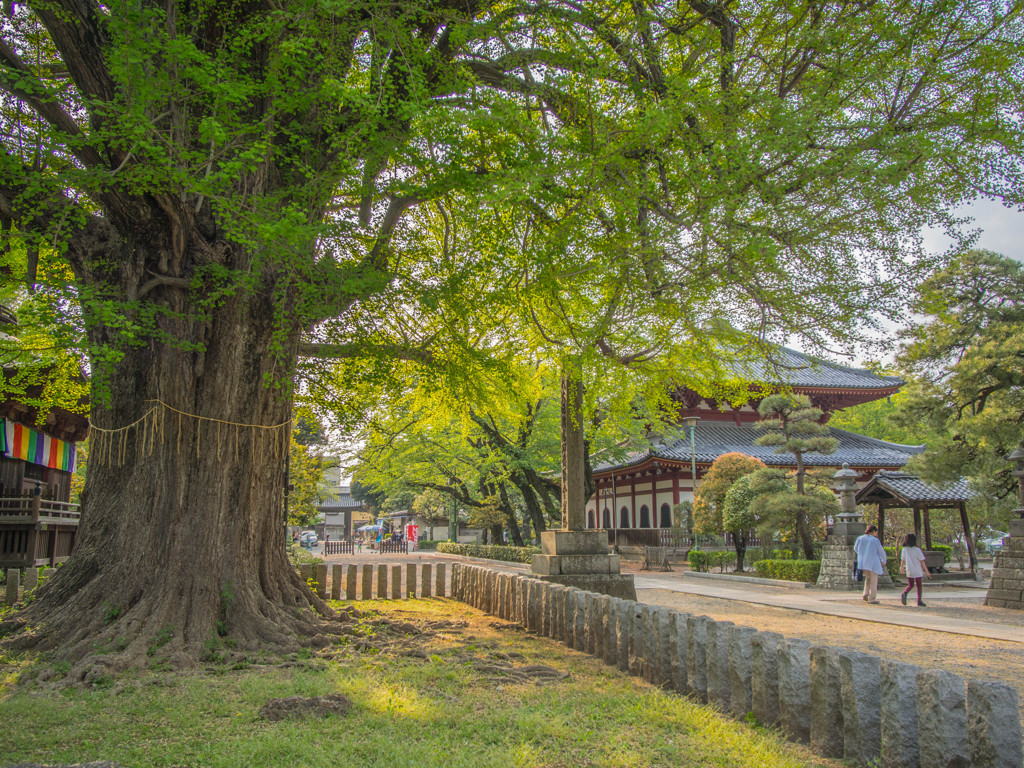 鑁阿寺大銀杏