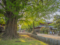 鑁阿寺大銀杏