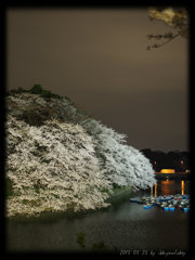 夜桜‐２