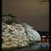 夜桜‐２