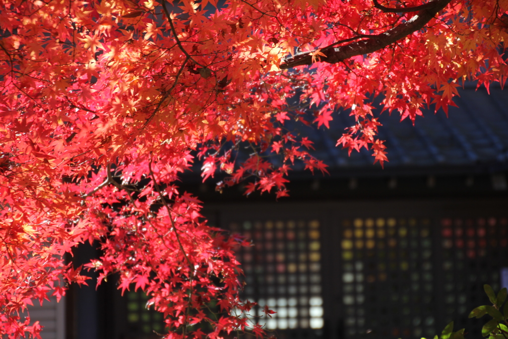 本土寺３