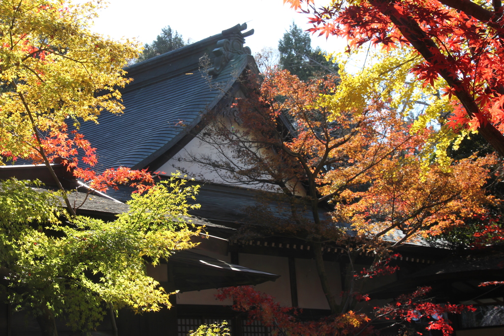 本土寺１