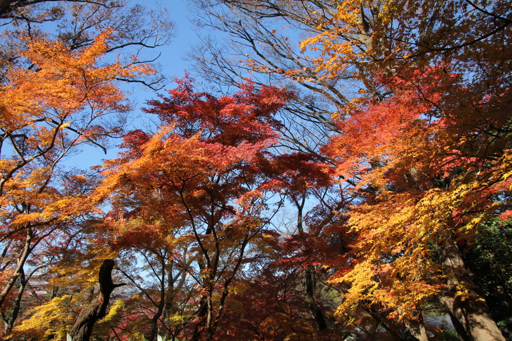 本土寺５