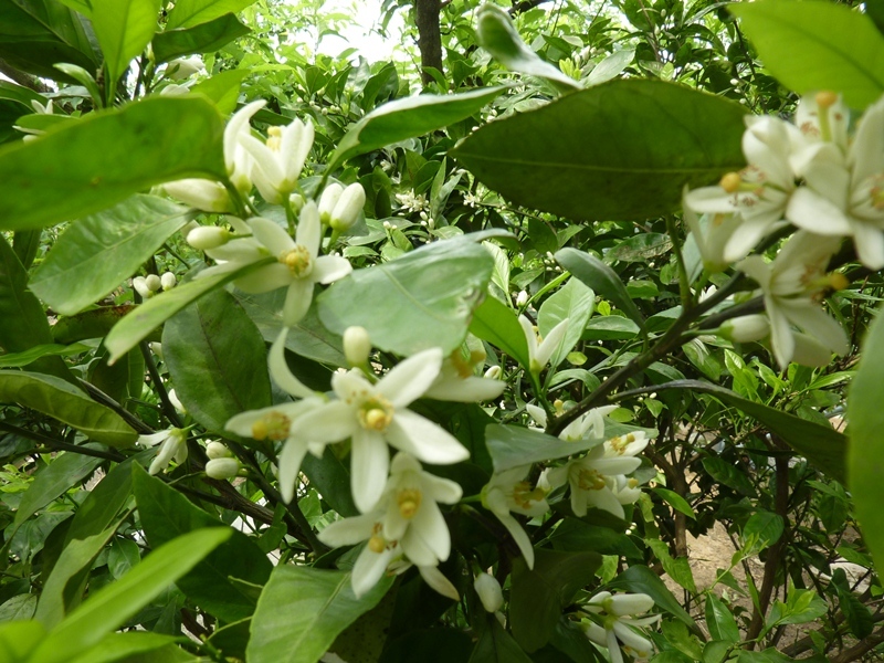 温州ミカンの花s