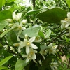 温州ミカンの花s