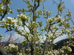 梨（豊水）