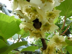 キウイの花s