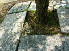 ナツメのひこばえ
