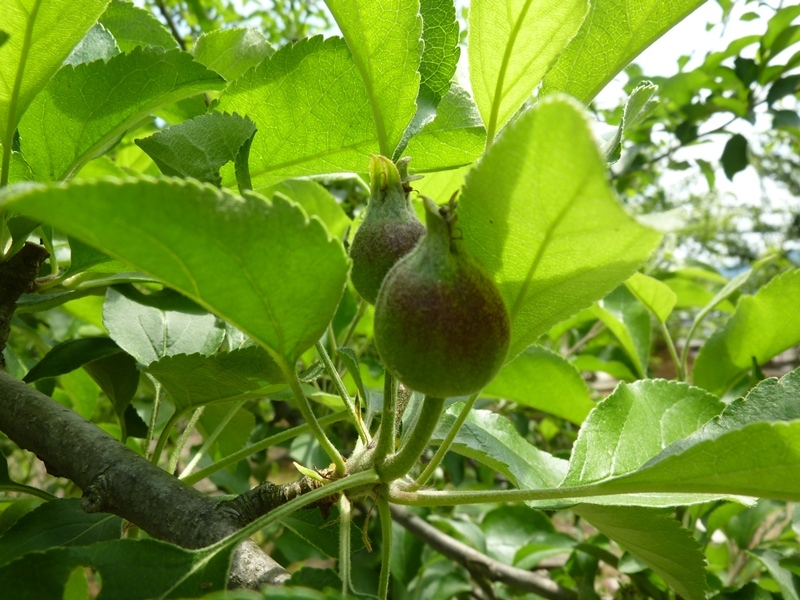 リンゴの実（津軽）