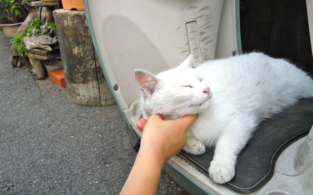 ねこの居場所