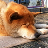 春眠