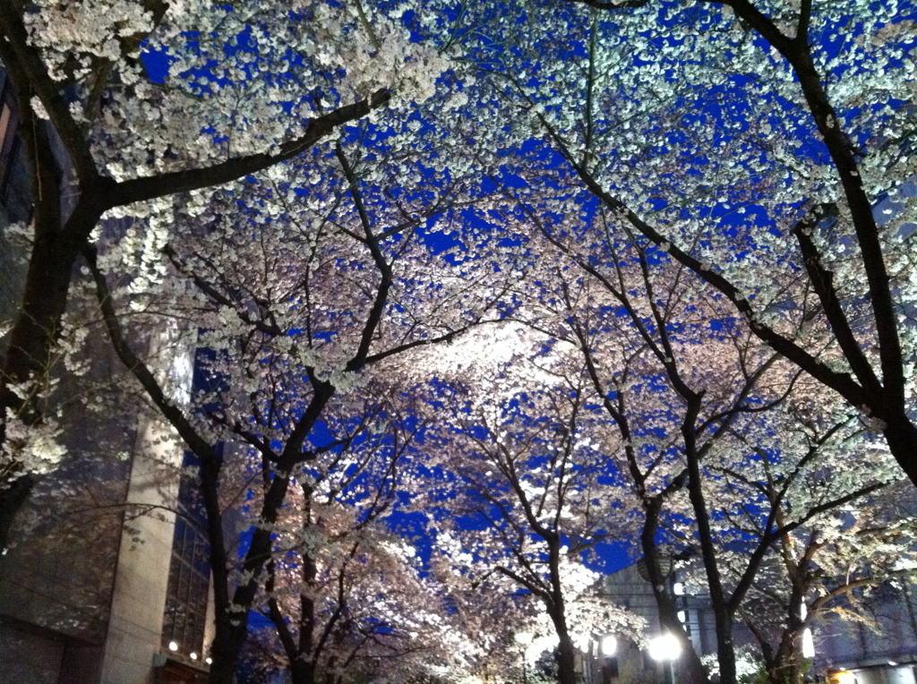 桜の空