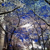 桜の空