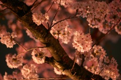 夜桜
