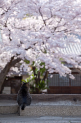 ネコさんのお花見
