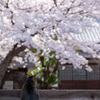 ネコさんのお花見