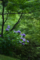 青もみじと紫陽花