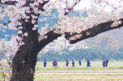 桜日和