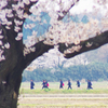 桜日和