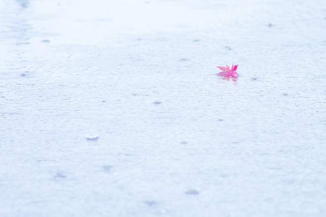 紅一点