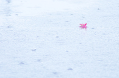 紅一点