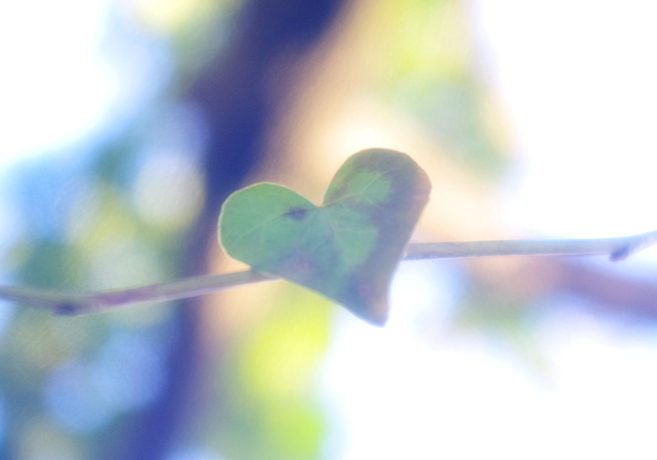 Hearty