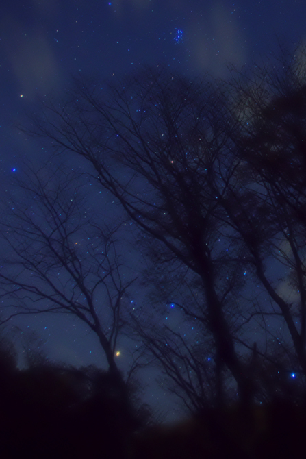星の花