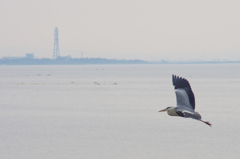 fly away