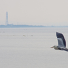 fly away