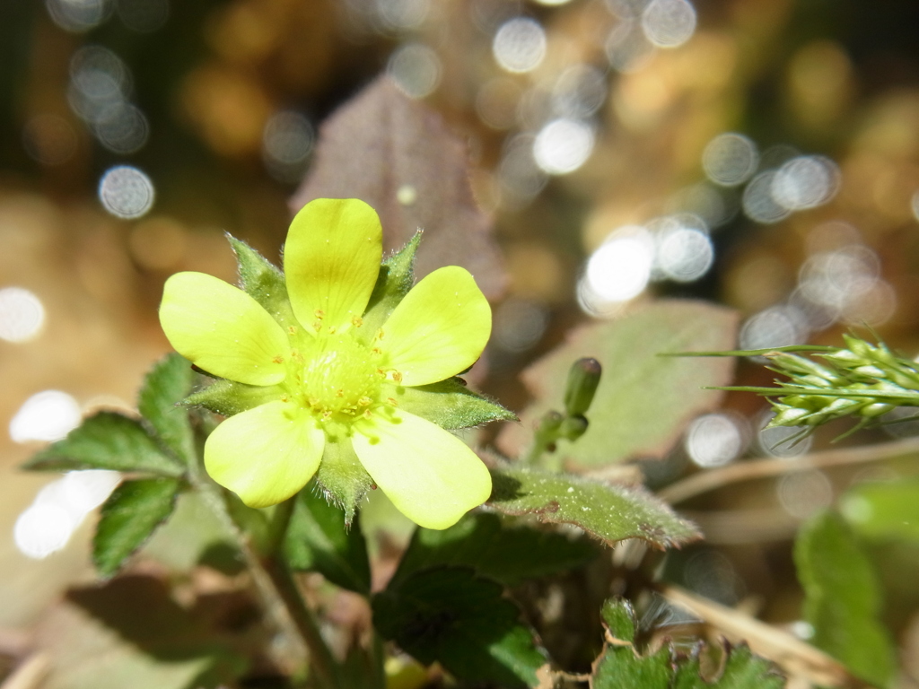 花ときらめく清流
