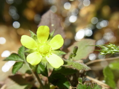 花ときらめく清流