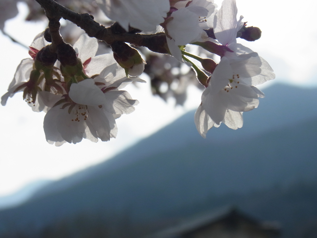 輝く桜