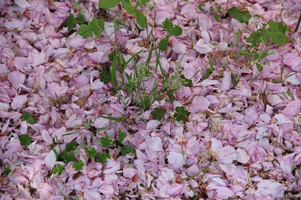 桜色の絨毯の上で