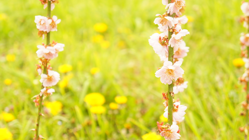 枝垂れ桜