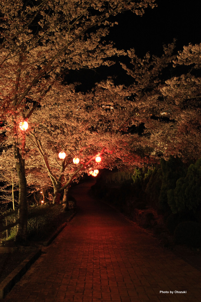 夜桜