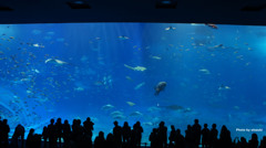 美ら海水族館