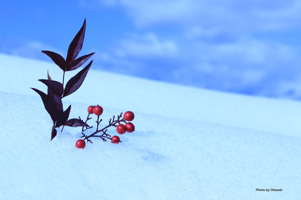 雪景色