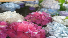 水面に紫陽花