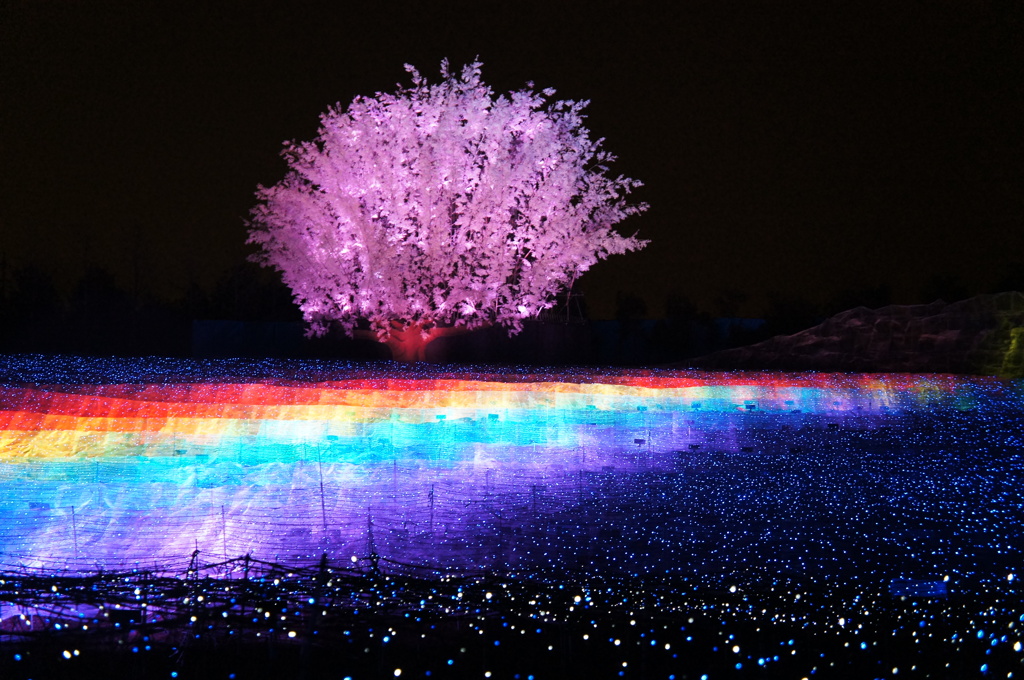 桜と虹