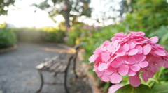 紫陽花とベンチ