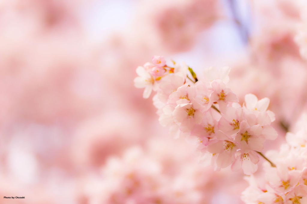 桜