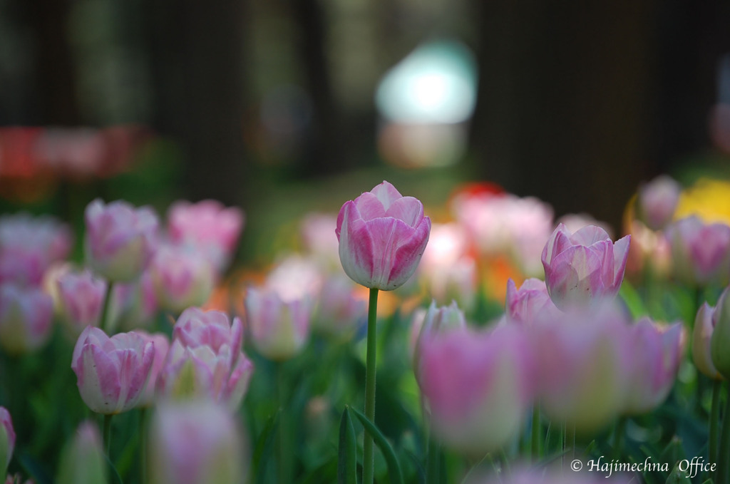 TULIP GARDEN