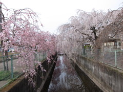 枝垂れ桜と水鏡