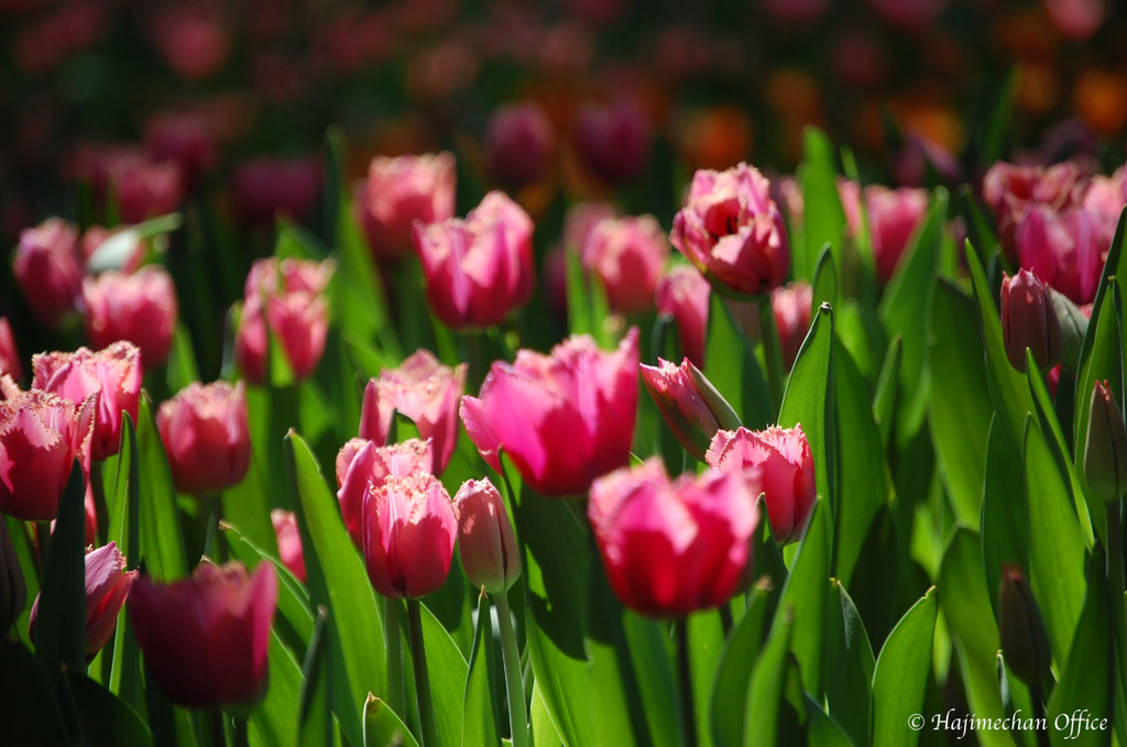 Tulip garden