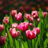 Tulip garden