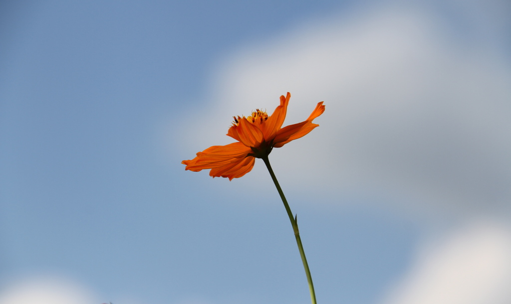 お空をキャッチ