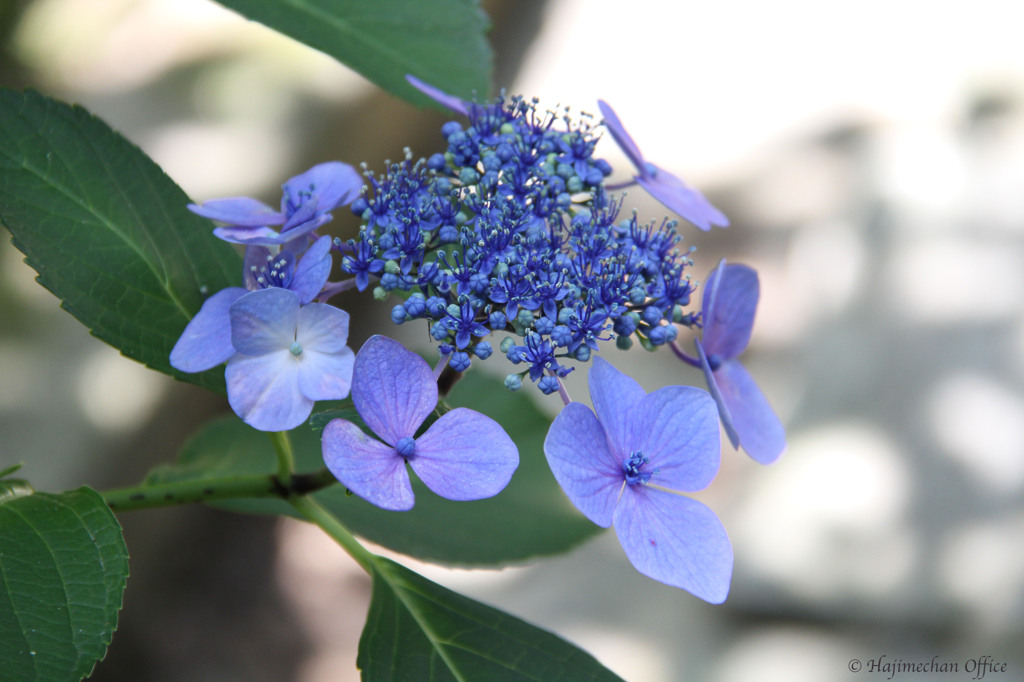 額紫陽花