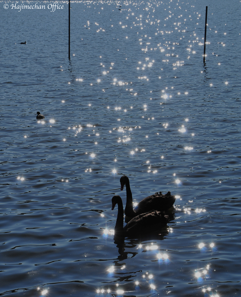 黒鳥の湖